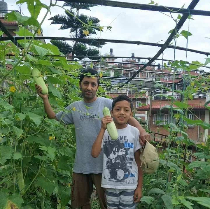 FB_IMG_1707773389810 (1) Harvesting fresh cucumber from my home garden with my son Utsaav in Tinthana, Kathmandu, Nepal in 2016